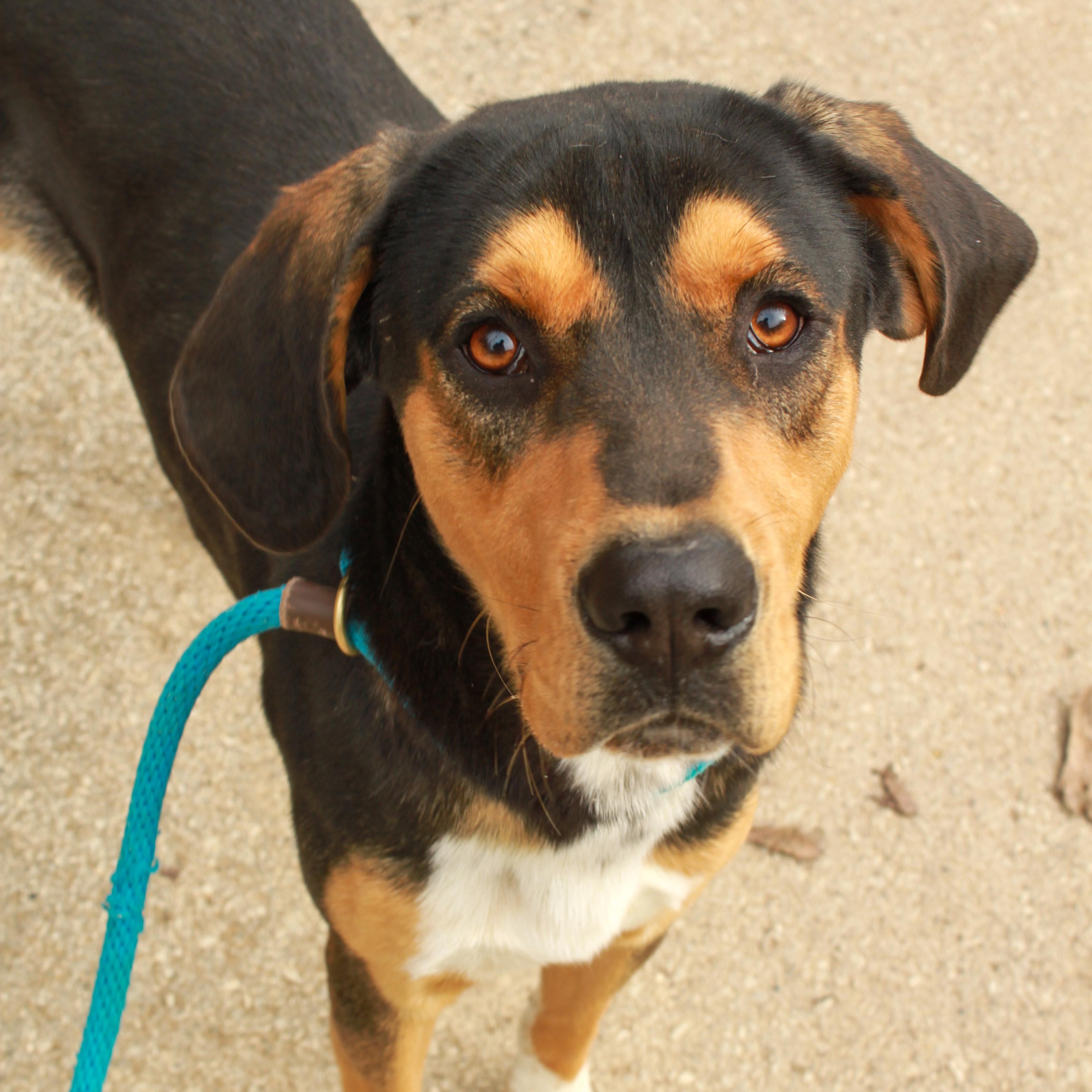 Troubadour, adopted, Young Male English Coonhound.