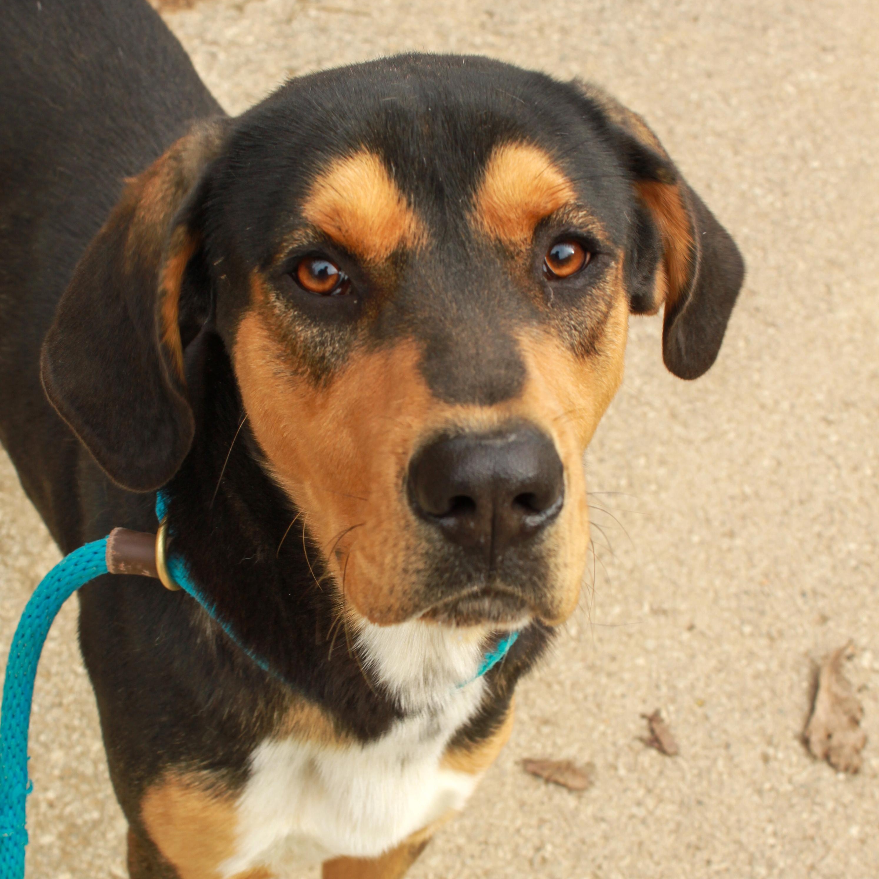 Troubadour, an adopted mixed breed in Ona, WV image 3/3