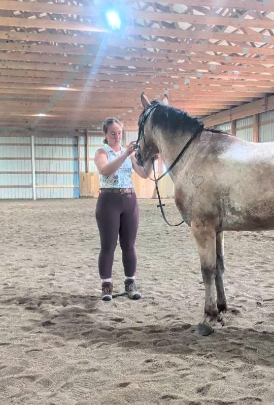 Enlarge Donatello - 365 Division, a Adoptable Appaloosa in Huntington, WV image 6/6