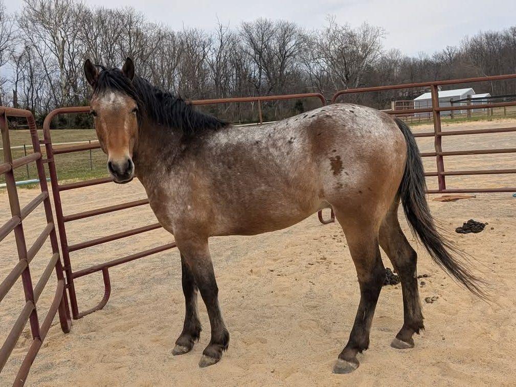Enlarge Donatello - In Evaluation, a Adoptable Appaloosa in Huntington, WV image 1/1