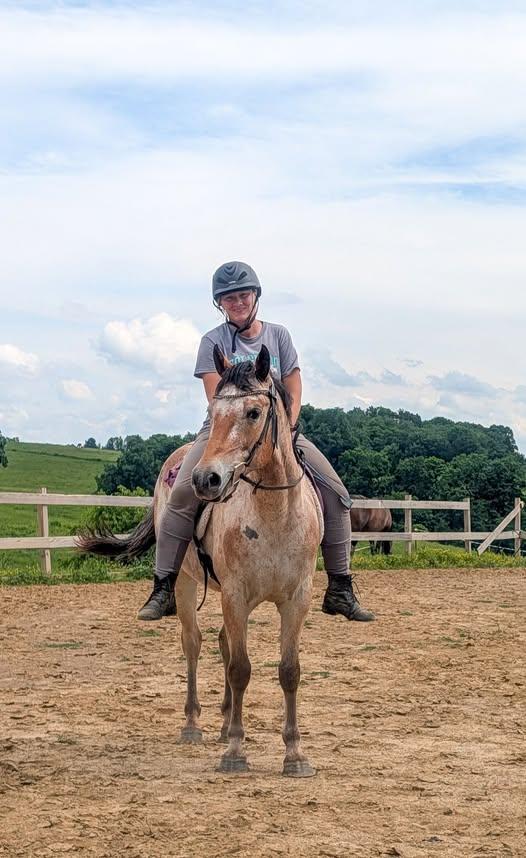Enlarge Donatello - 365 Division, a Adoptable Appaloosa in Huntington, WV image 5/6