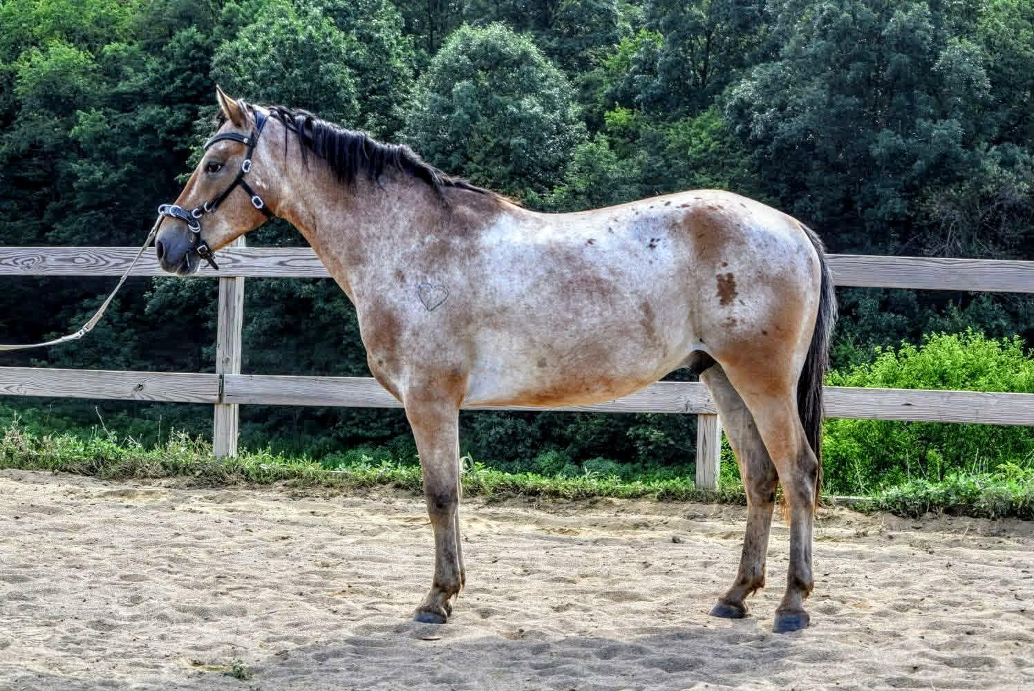 Donatello - 365 Division, Adoptable, Adult Male Appaloosa.