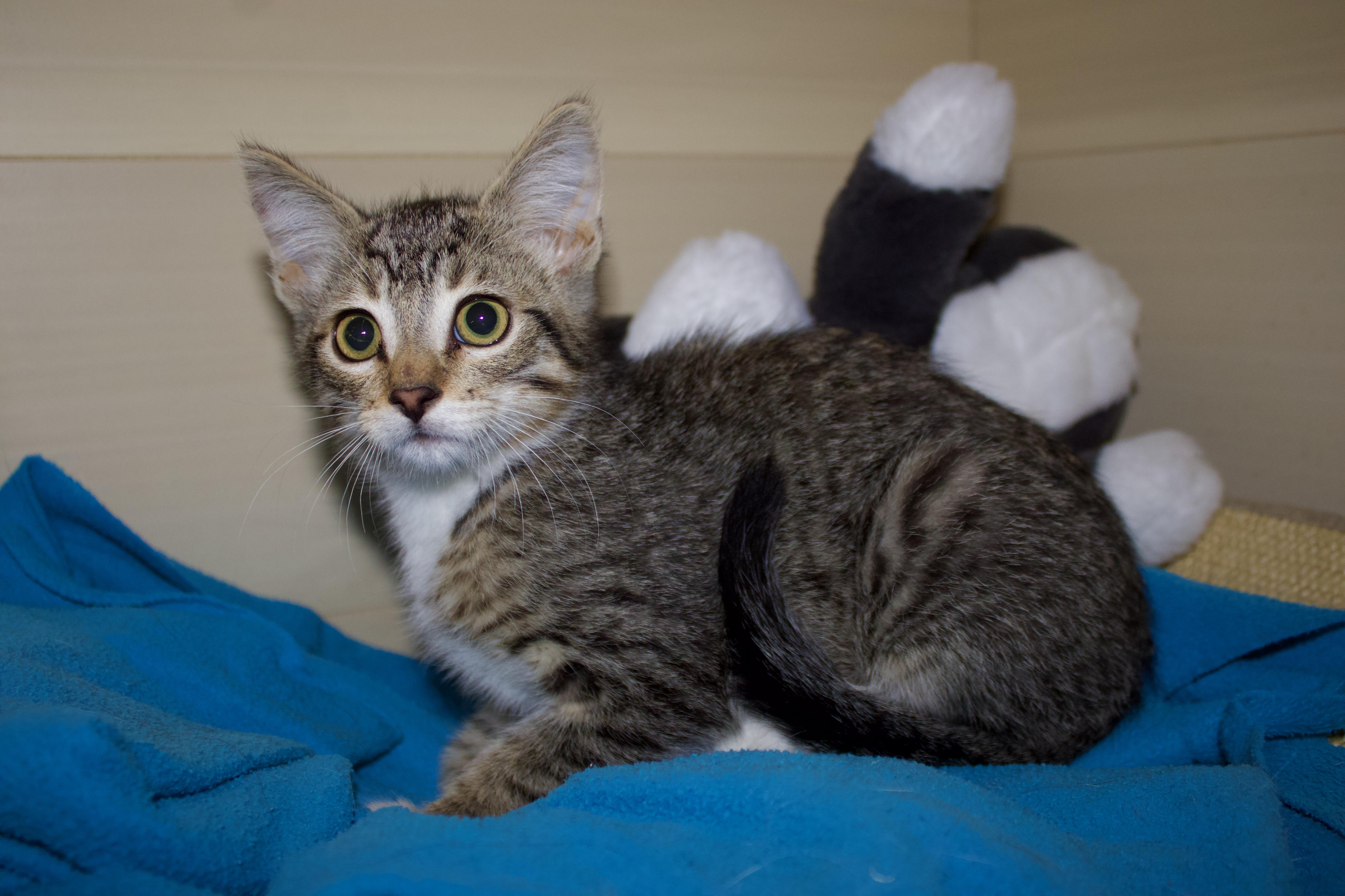 Crumb, a ADOPTABLE Domestic Short Hair in San Diego, CA image 2/3