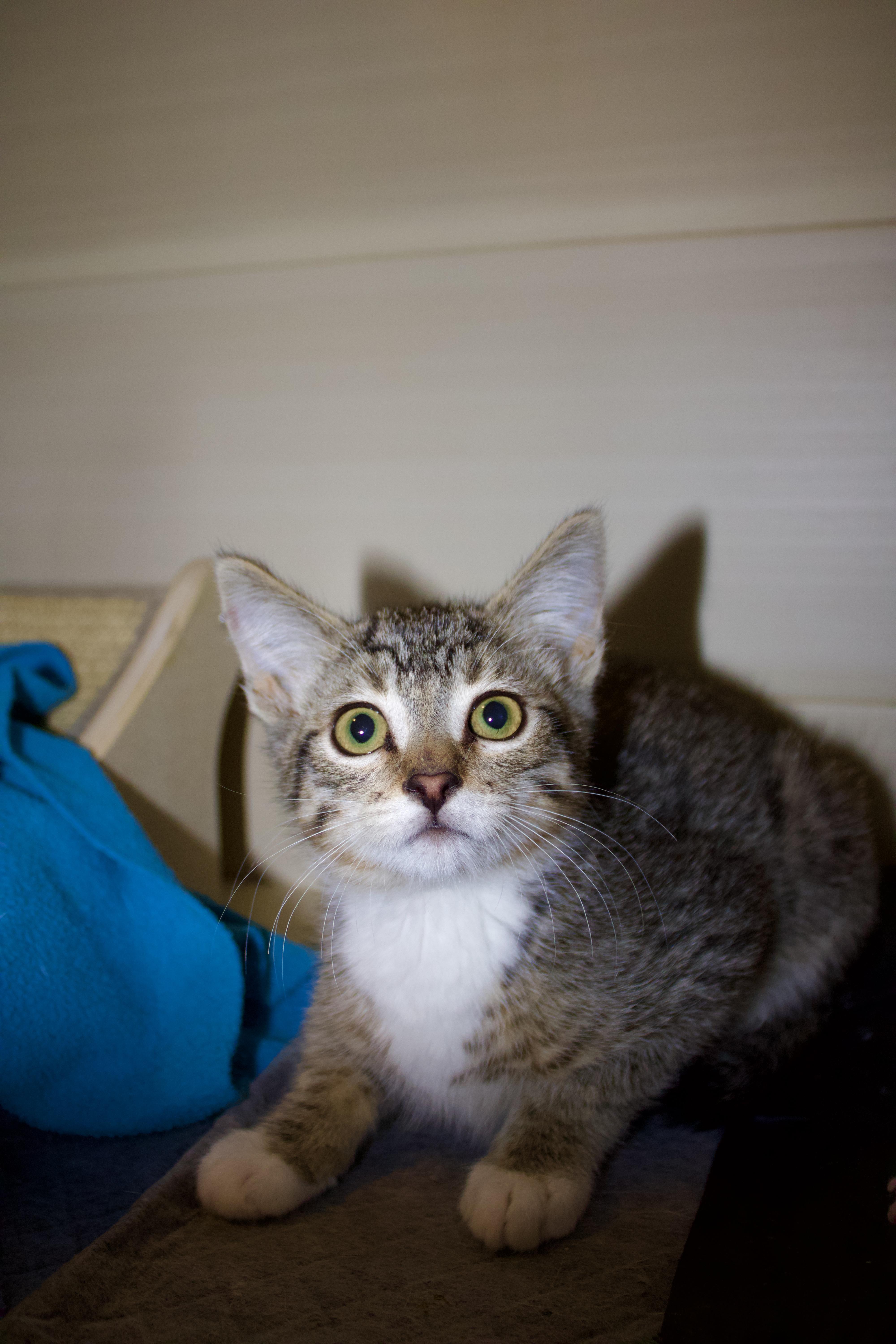 Crumb, ADOPTABLE, Kitten Male Domestic Short Hair.