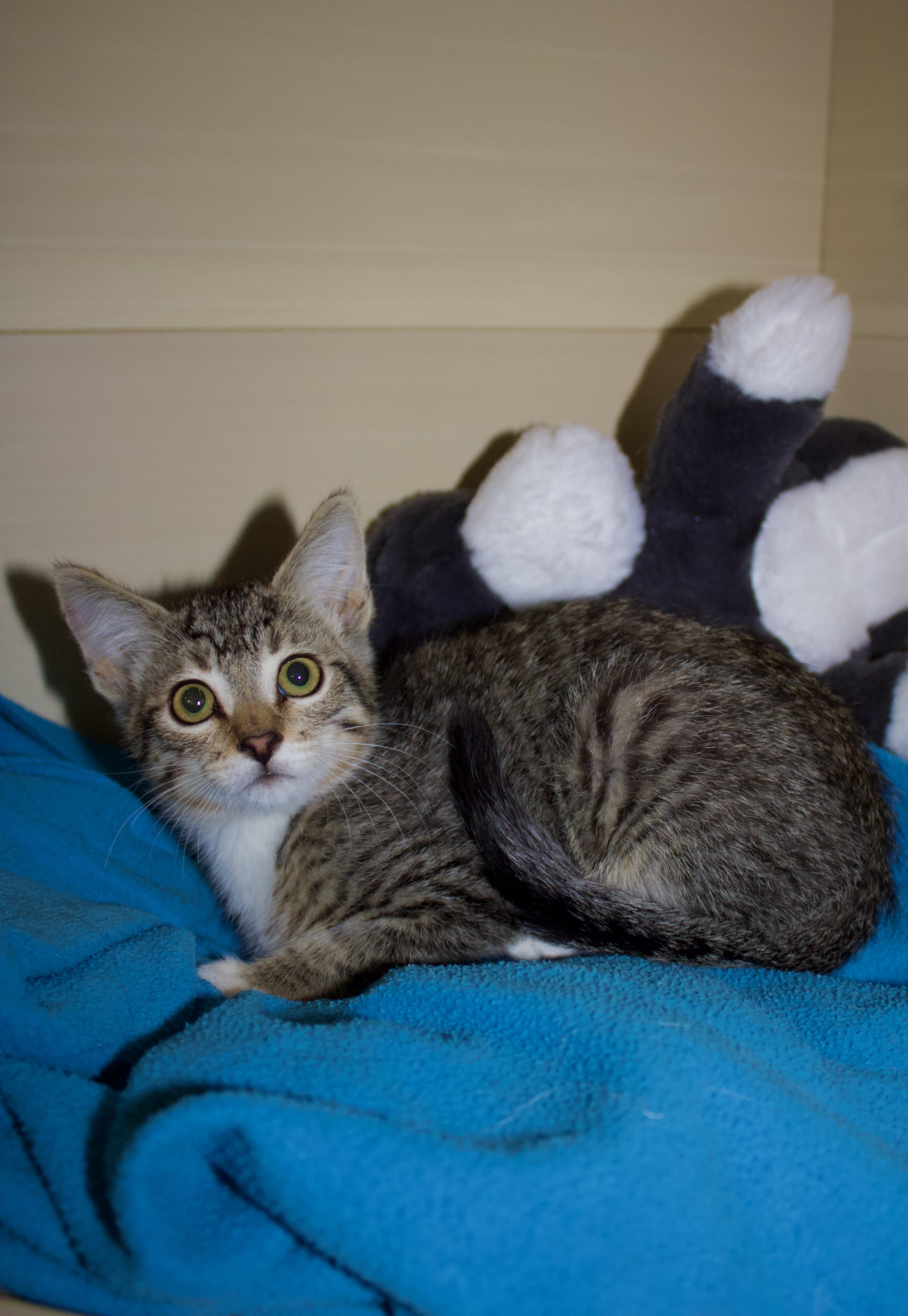 Crumb, a ADOPTABLE Domestic Short Hair in San Diego, CA image 3/3