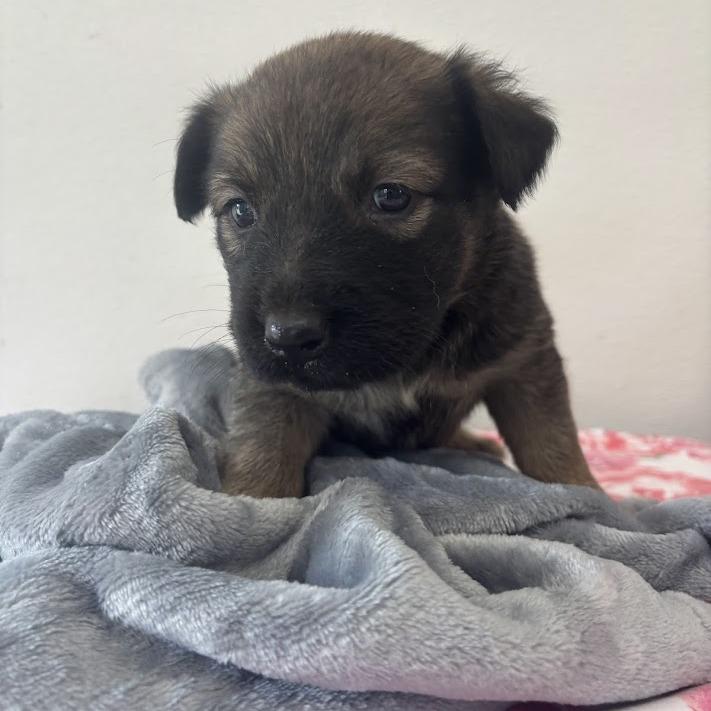 Millie-Feuille aka Milly, Adoptable, Puppy Female Labrador Retriever & Mixed Breed.