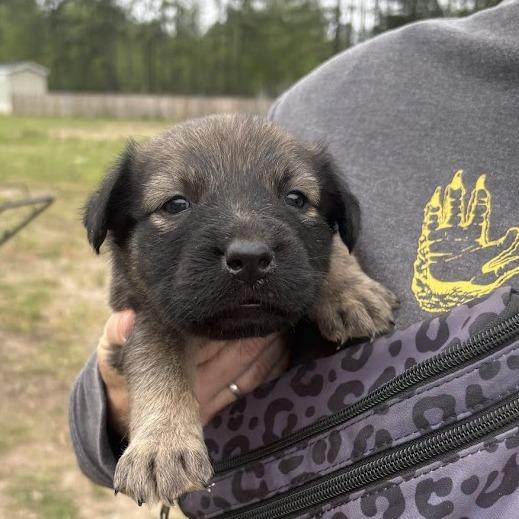 Enlarge Millie-Feuille aka Milly, a Adoptable mixed breed in North Charleston, SC image 2/6