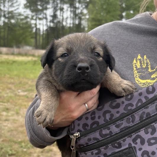 Enlarge Millie-Feuille aka Milly, a Adoptable mixed breed in North Charleston, SC image 3/6