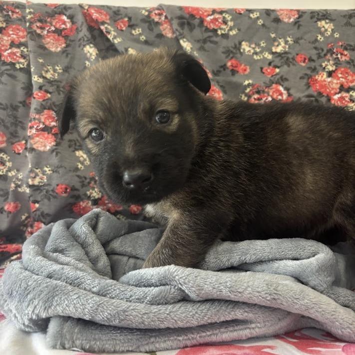 Enlarge Millie-Feuille aka Milly, a Adoptable mixed breed in North Charleston, SC image 4/6