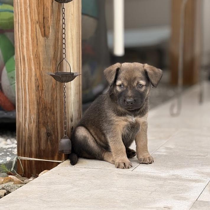 Enlarge Millie-Feuille aka Milly, a Adoptable mixed breed in North Charleston, SC image 5/6