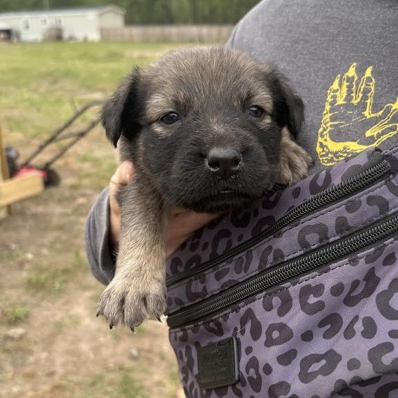 Enlarge Millie-Feuille aka Milly, a Adoptable mixed breed in North Charleston, SC image 6/6