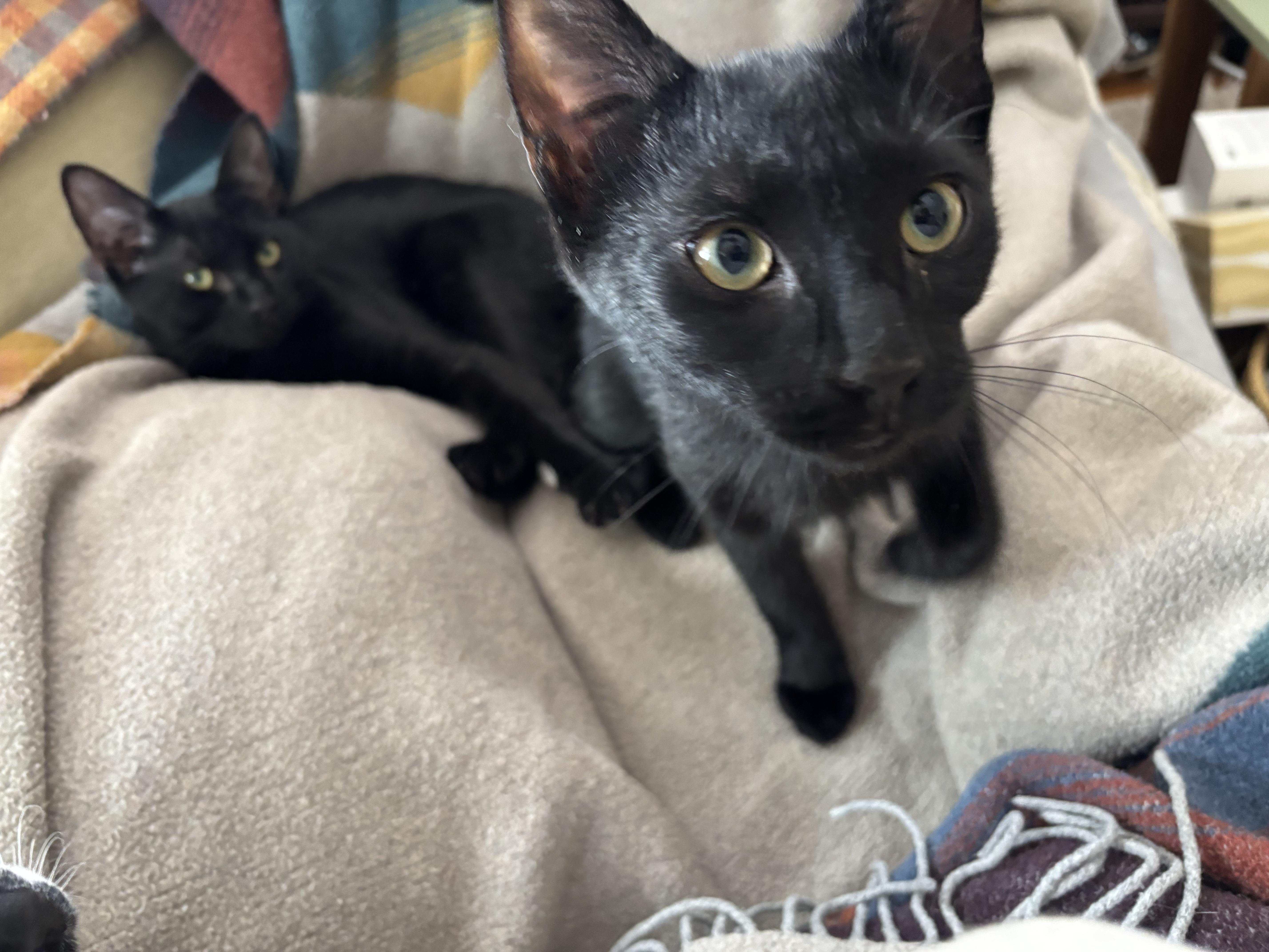 Enlarge Thomas, a ADOPTABLE Domestic Short Hair in Melrose, MA image 4/5