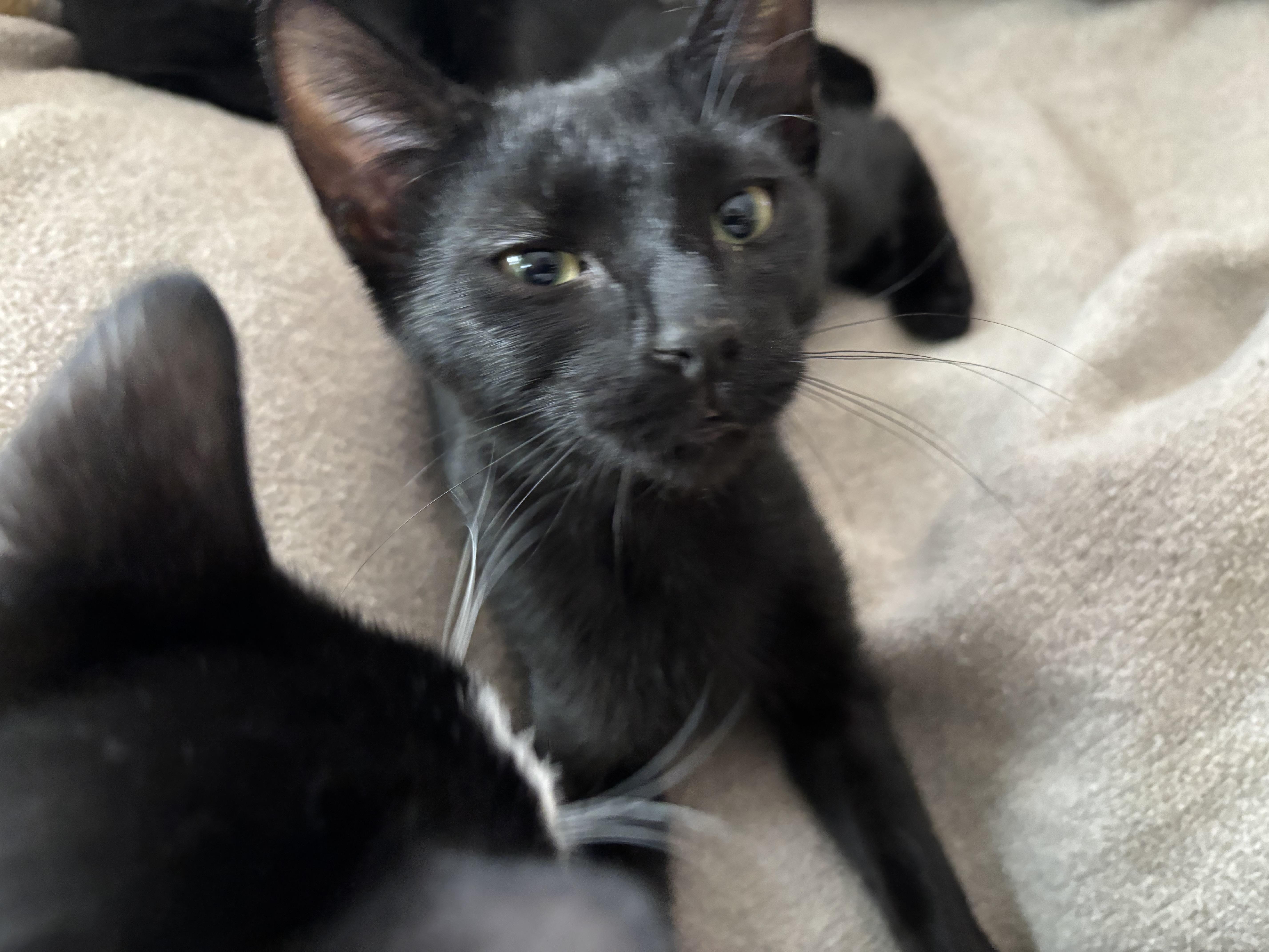 Enlarge Thomas, a ADOPTABLE Domestic Short Hair in Melrose, MA image 2/5