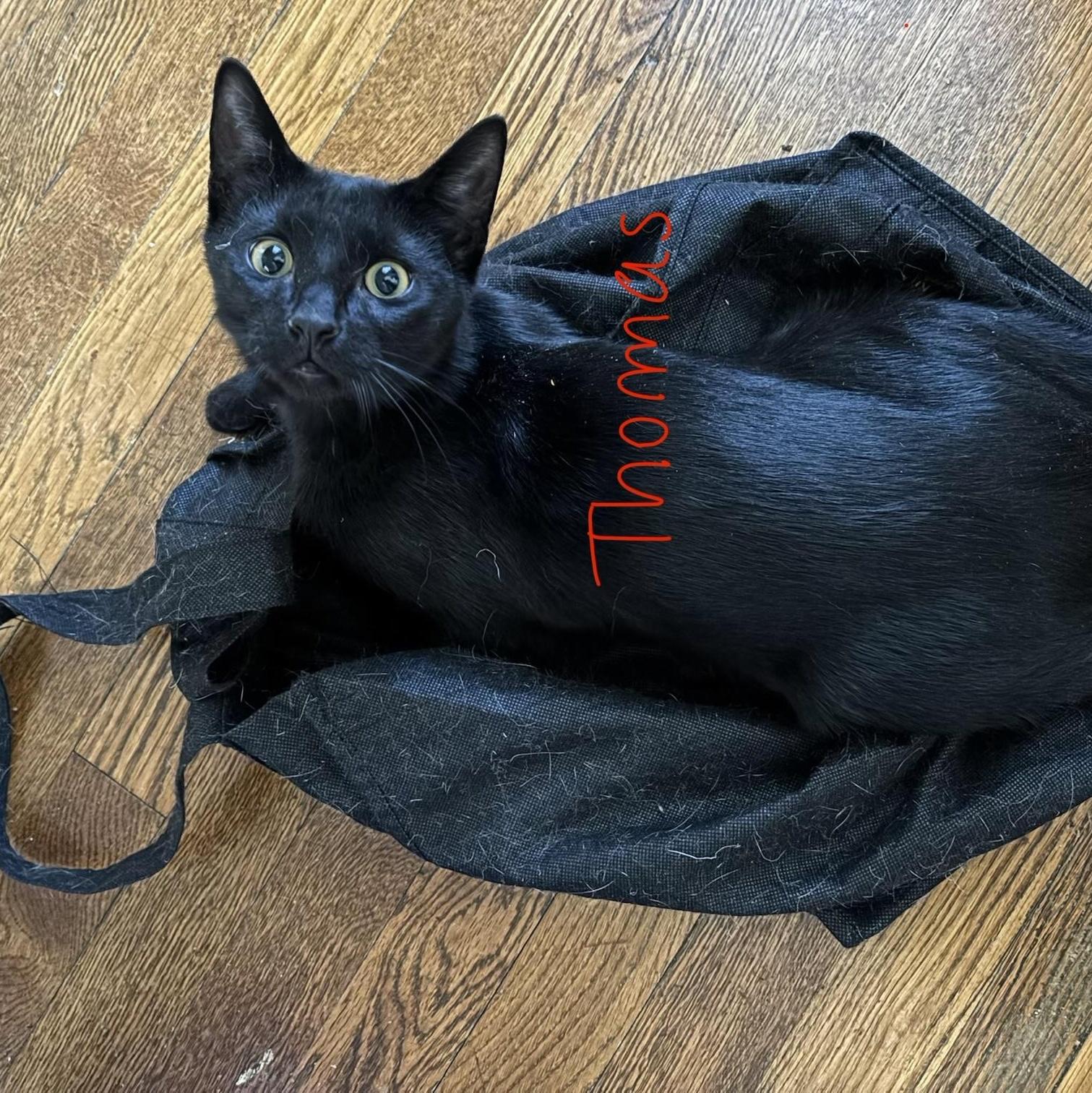 Thomas, ADOPTABLE, Young Male Domestic Short Hair.