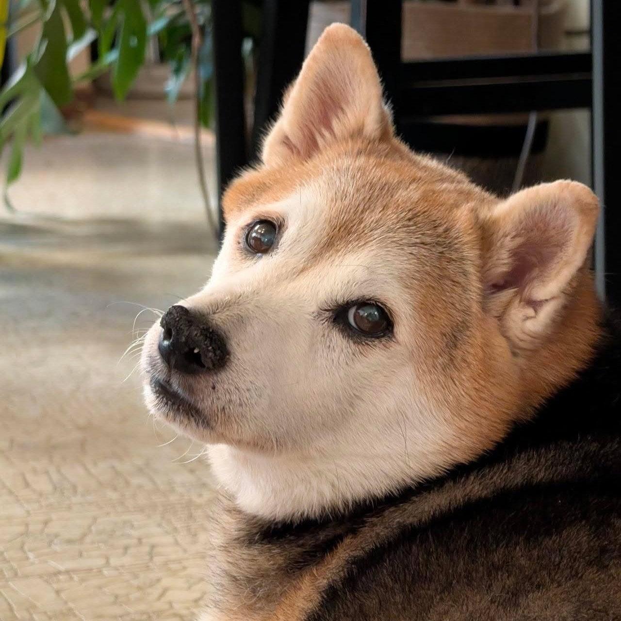 Enlarge Kuma, a Adopted Shiba Inu in San Jose, CA image 2/3