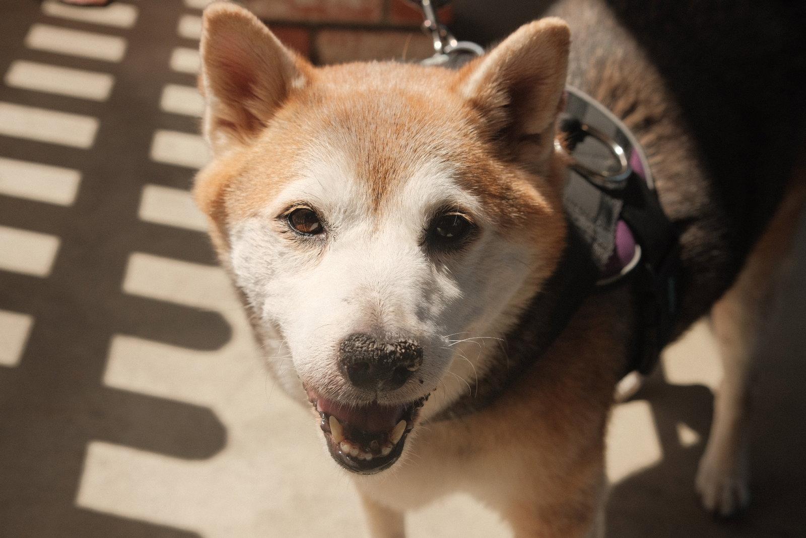 Enlarge Kuma, a Adopted Shiba Inu in San Jose, CA image 3/3