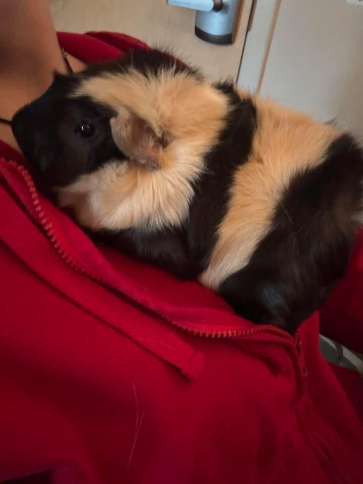 Dill & Pickle, Adoptable, Adult Male Abyssinian.