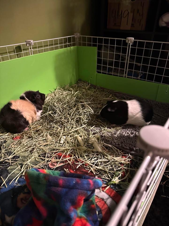 Enlarge Dill & Pickle, a Adoptable Abyssinian in Fort Collins, CO image 2/6