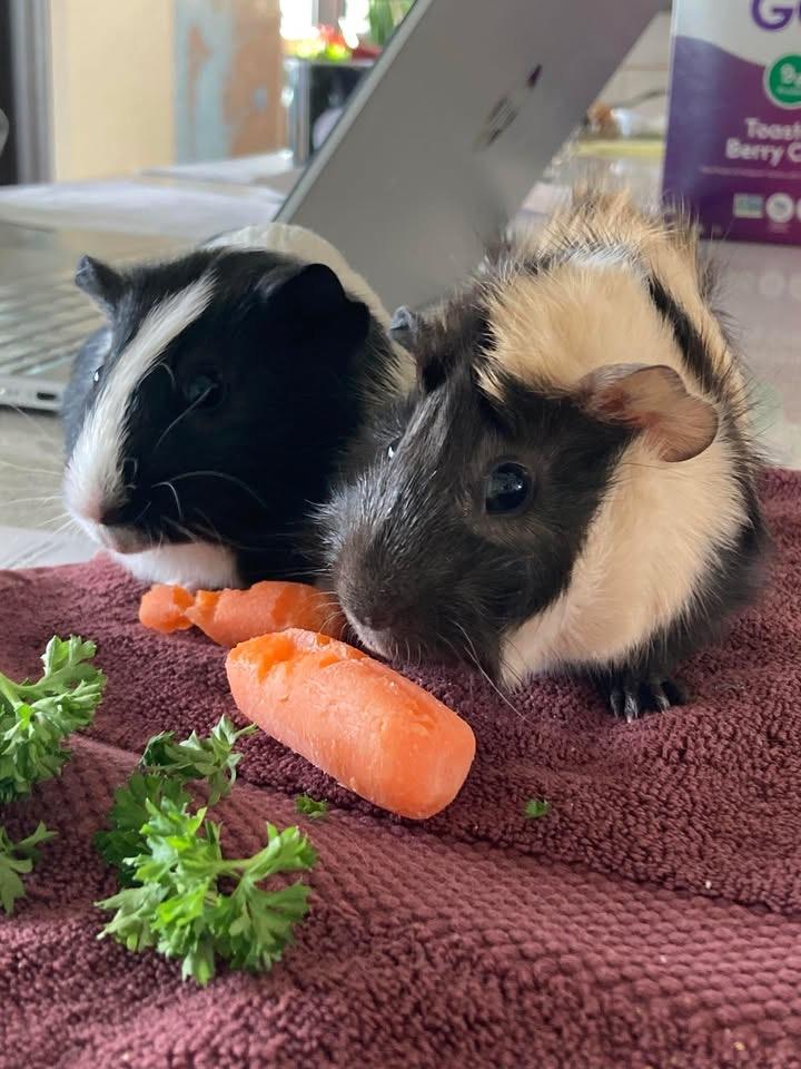 Dill & Pickle, Adoptable, Adult Male Abyssinian.