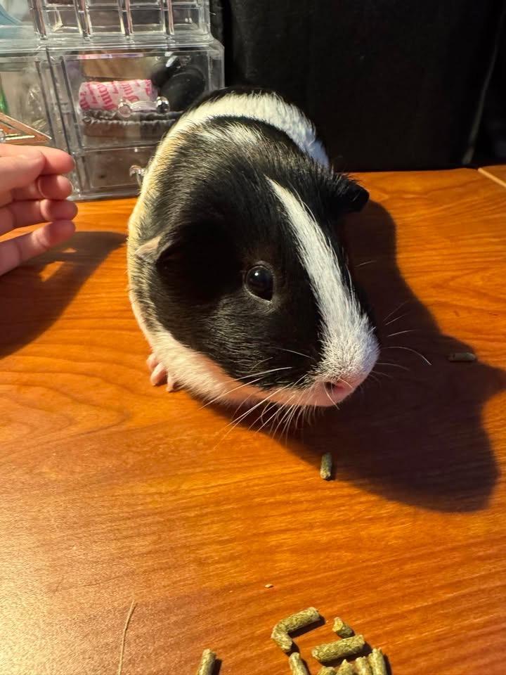 Enlarge Dill & Pickle, a Adoptable Abyssinian in Fort Collins, CO image 3/6