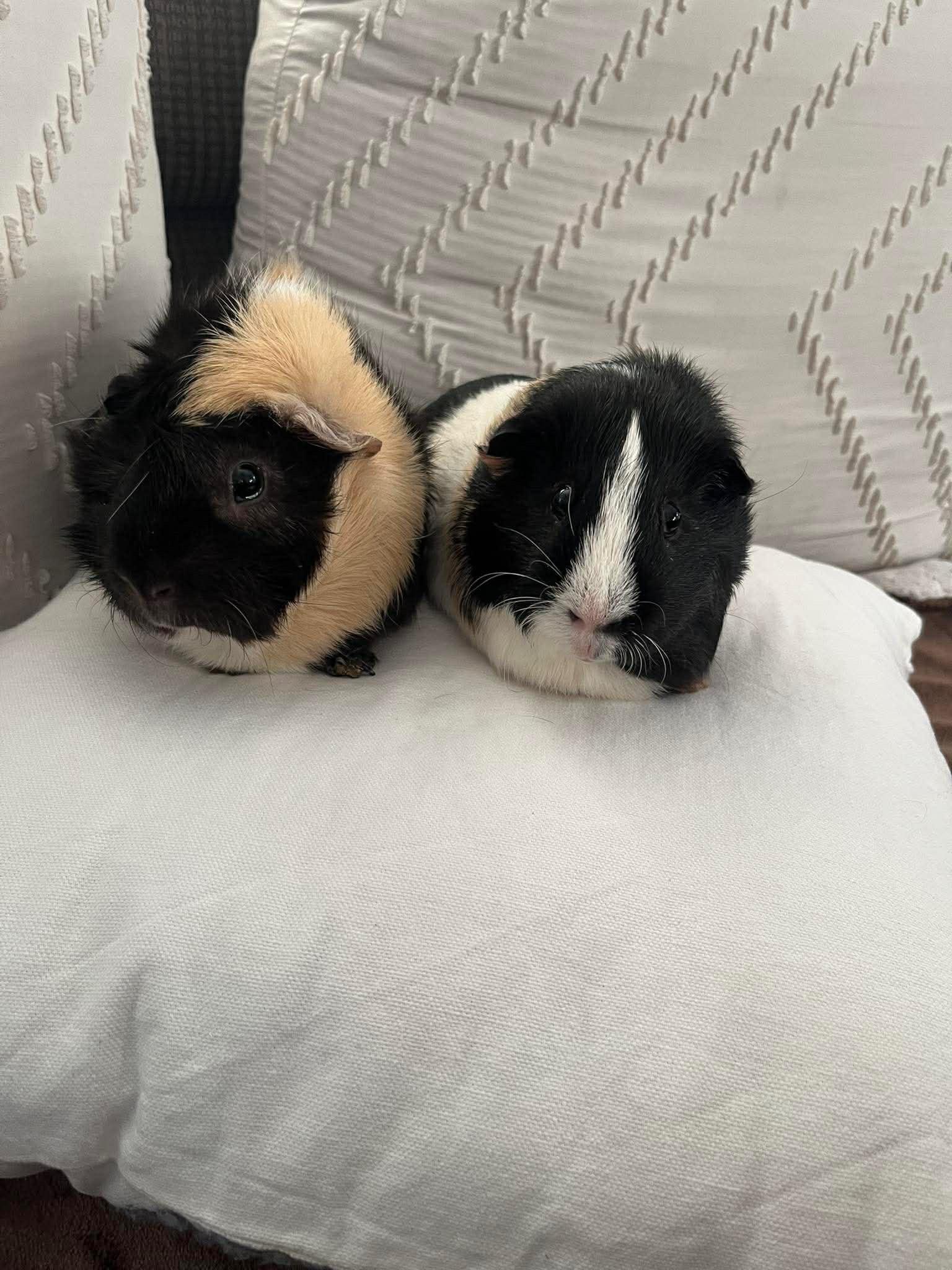 Enlarge Dill & Pickle, a Adoptable Abyssinian in Fort Collins, CO image 2/4