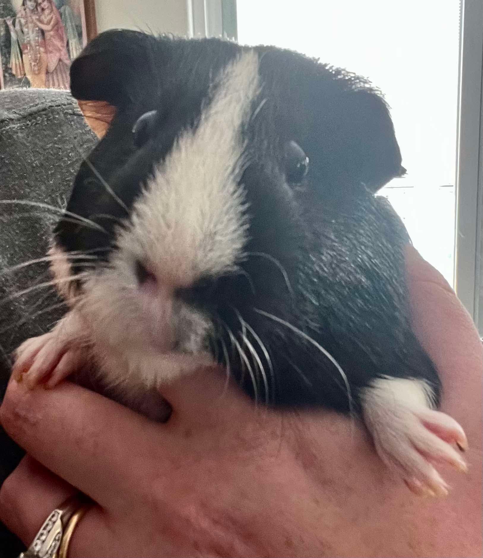 Enlarge Dill & Pickle, a Adoptable Abyssinian in Fort Collins, CO image 5/6
