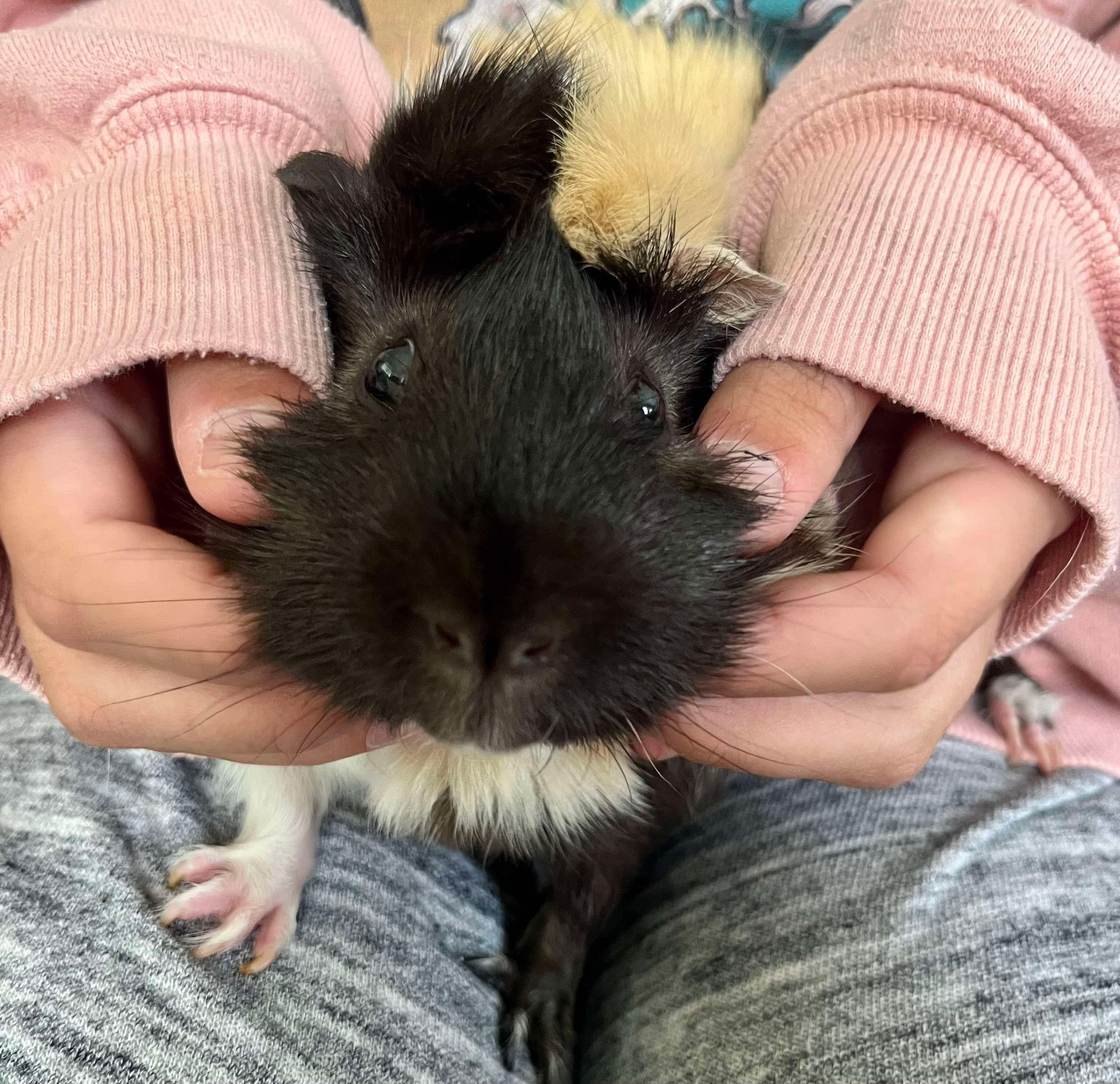 Enlarge Dill & Pickle, a Adoptable Abyssinian in Fort Collins, CO image 6/6