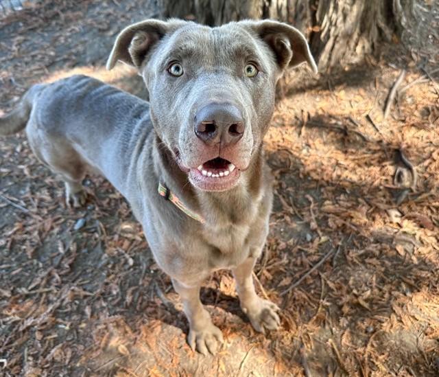 Enlarge GOOBER, a Adoptable mixed breed in Santa Rosa, CA image 1/1