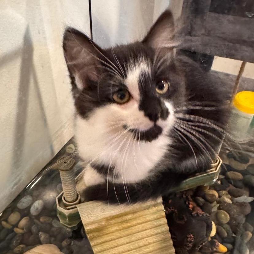 Luna — thumbnail 2