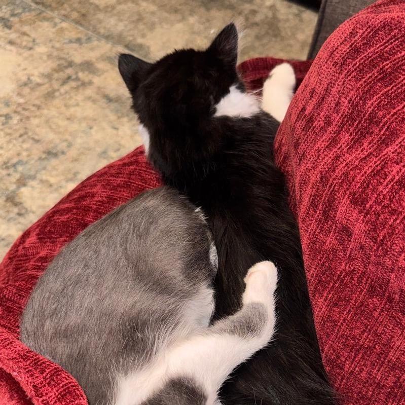 Luna — thumbnail 3