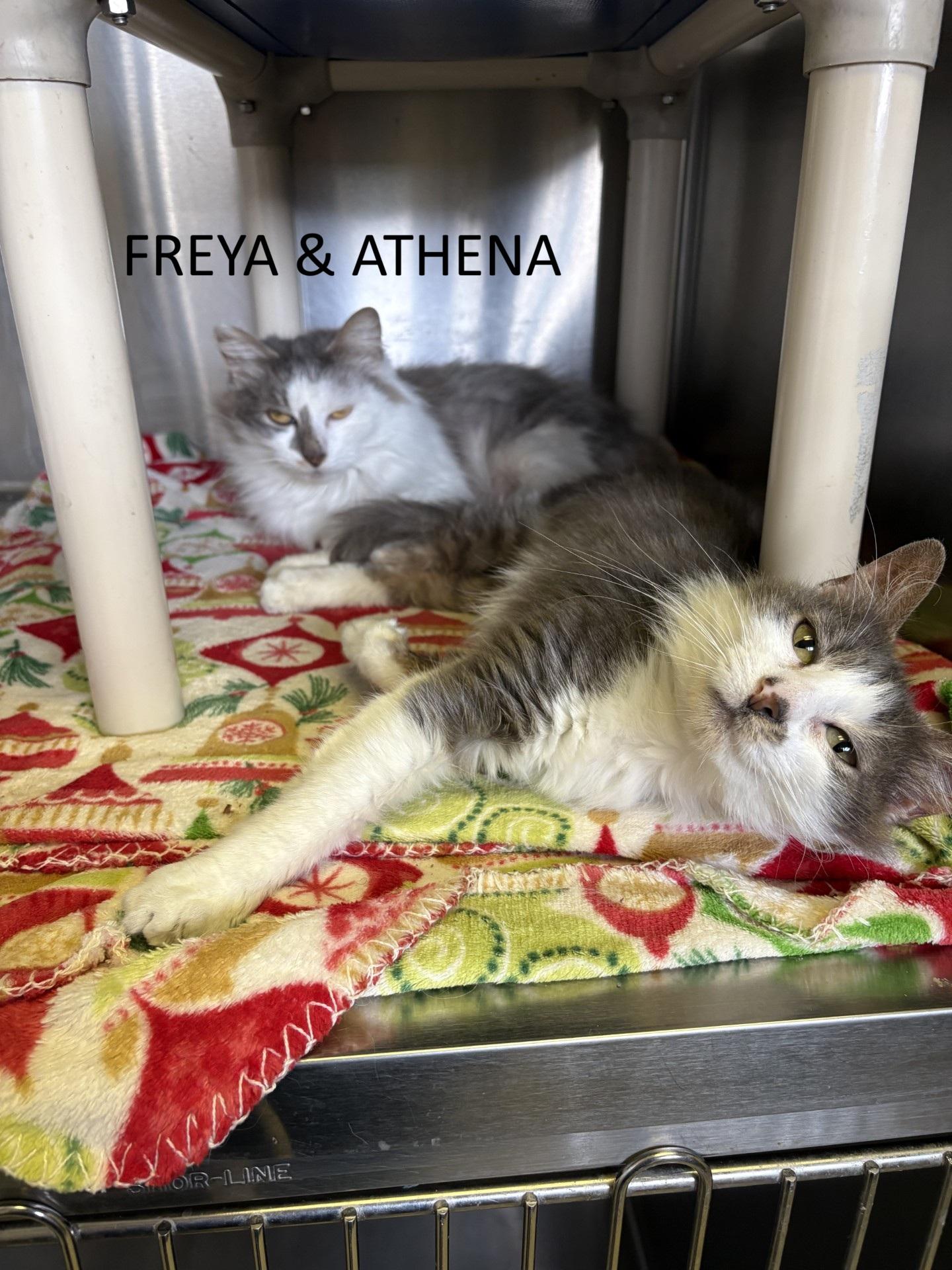 Freya & Athena, ADOPTABLE, Young Female Domestic Long Hair.