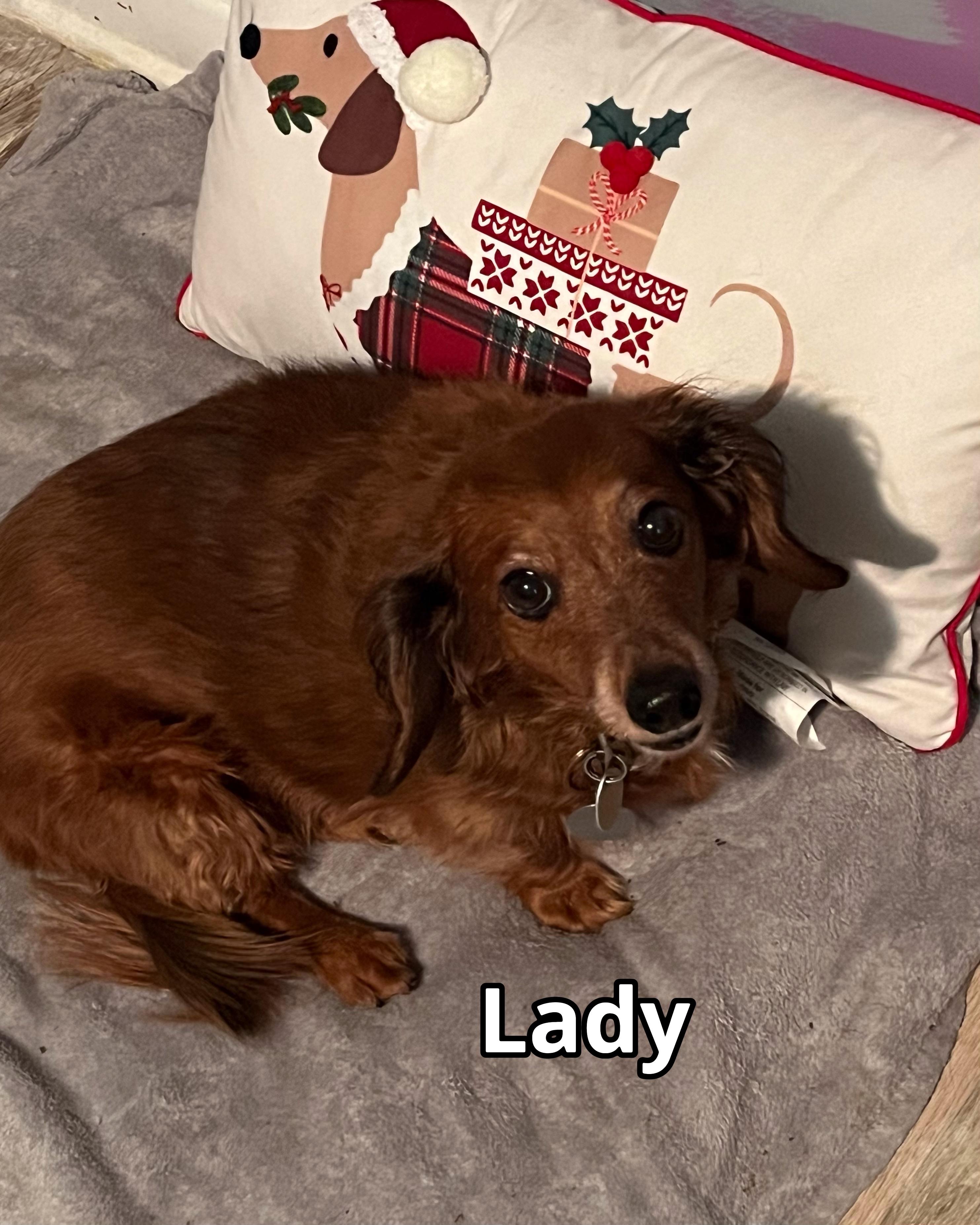 Enlarge Lady, a ADOPTABLE Dachshund (Long Haired) in Green Cove Springs, FL image 3/5