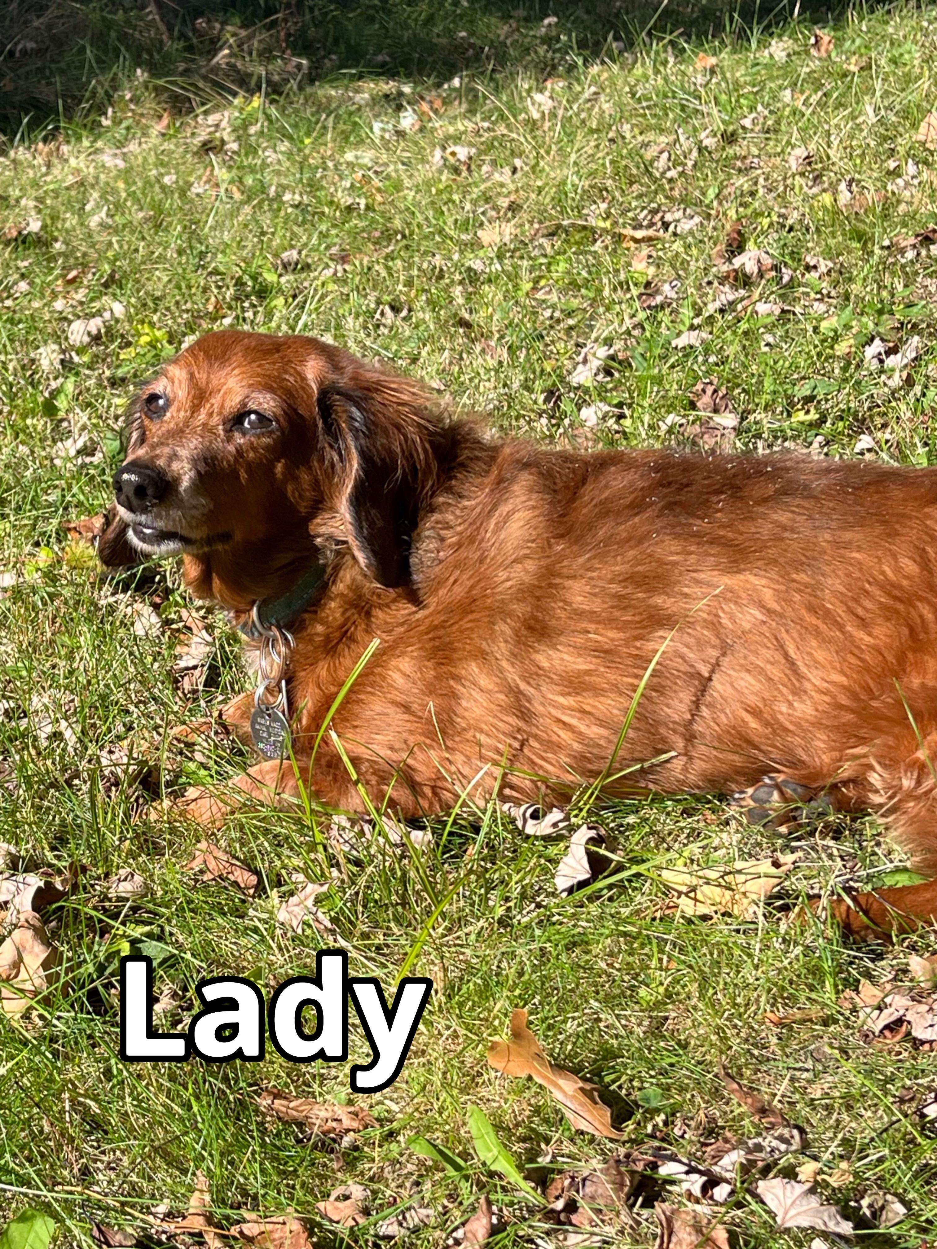 Enlarge Lady, a ADOPTABLE Dachshund (Long Haired) in Green Cove Springs, FL image 4/5