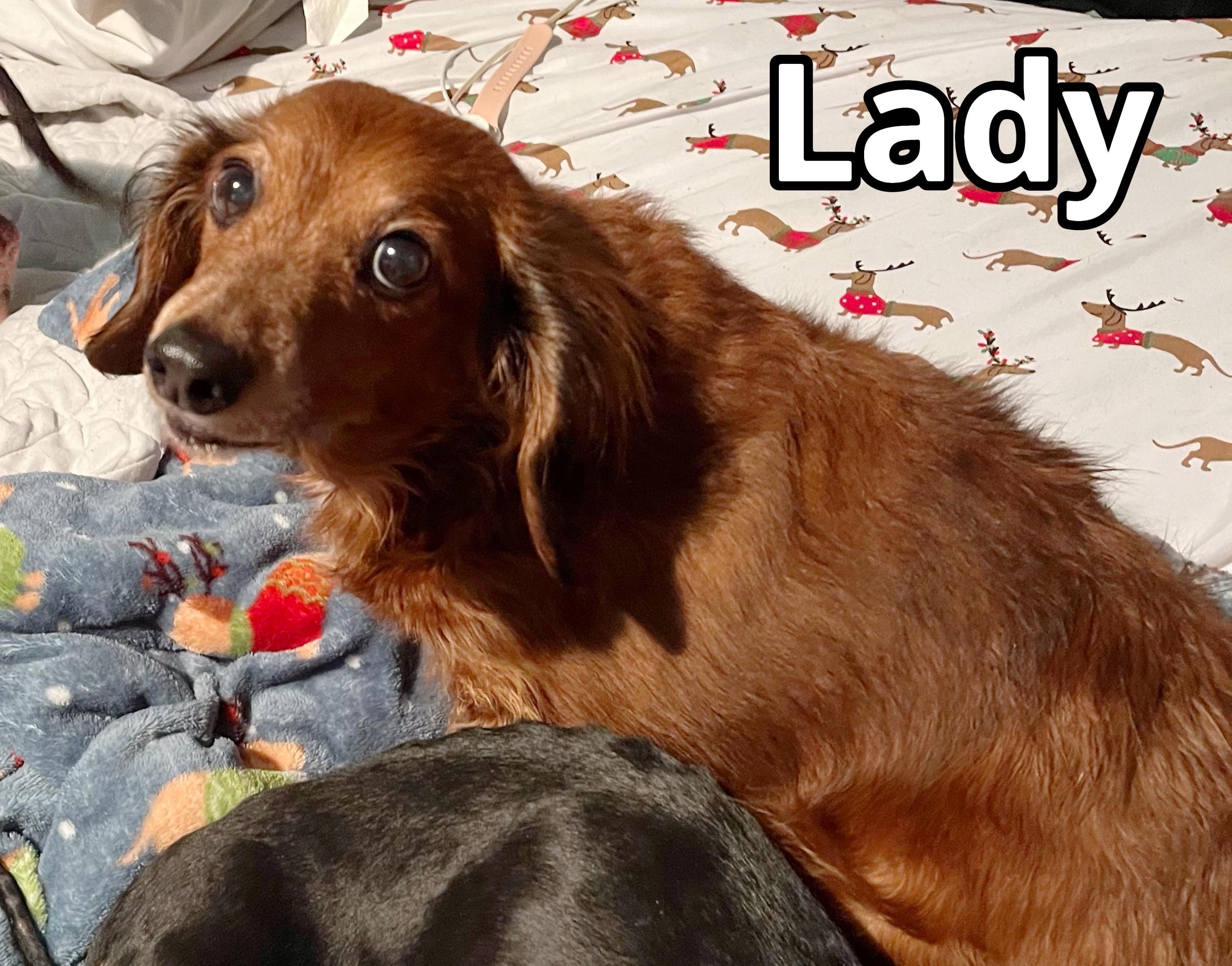 Lady, ADOPTABLE, Adult Female Dachshund (Long Haired).