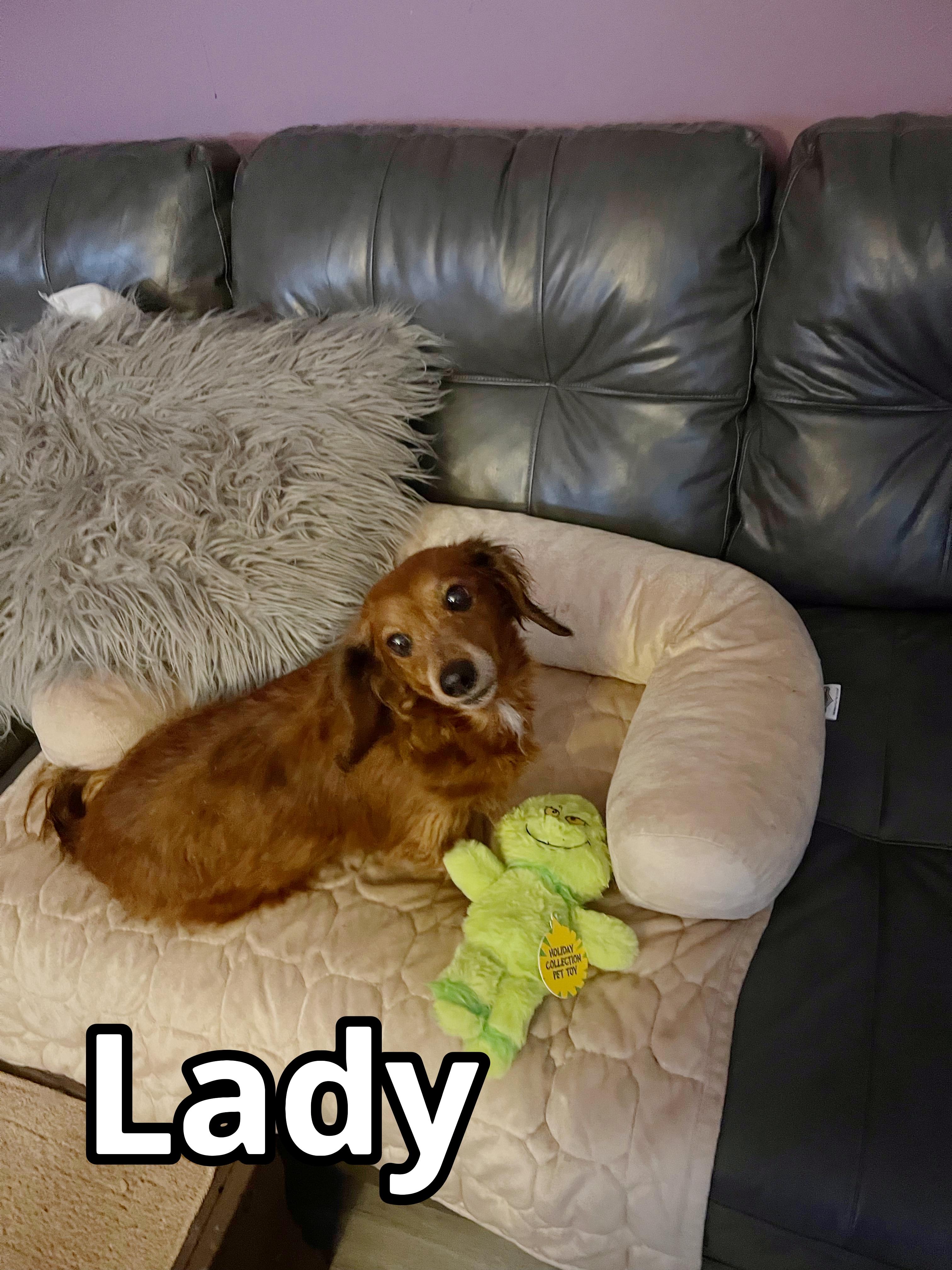 Enlarge Lady, a ADOPTABLE Dachshund (Long Haired) in Green Cove Springs, FL image 2/5