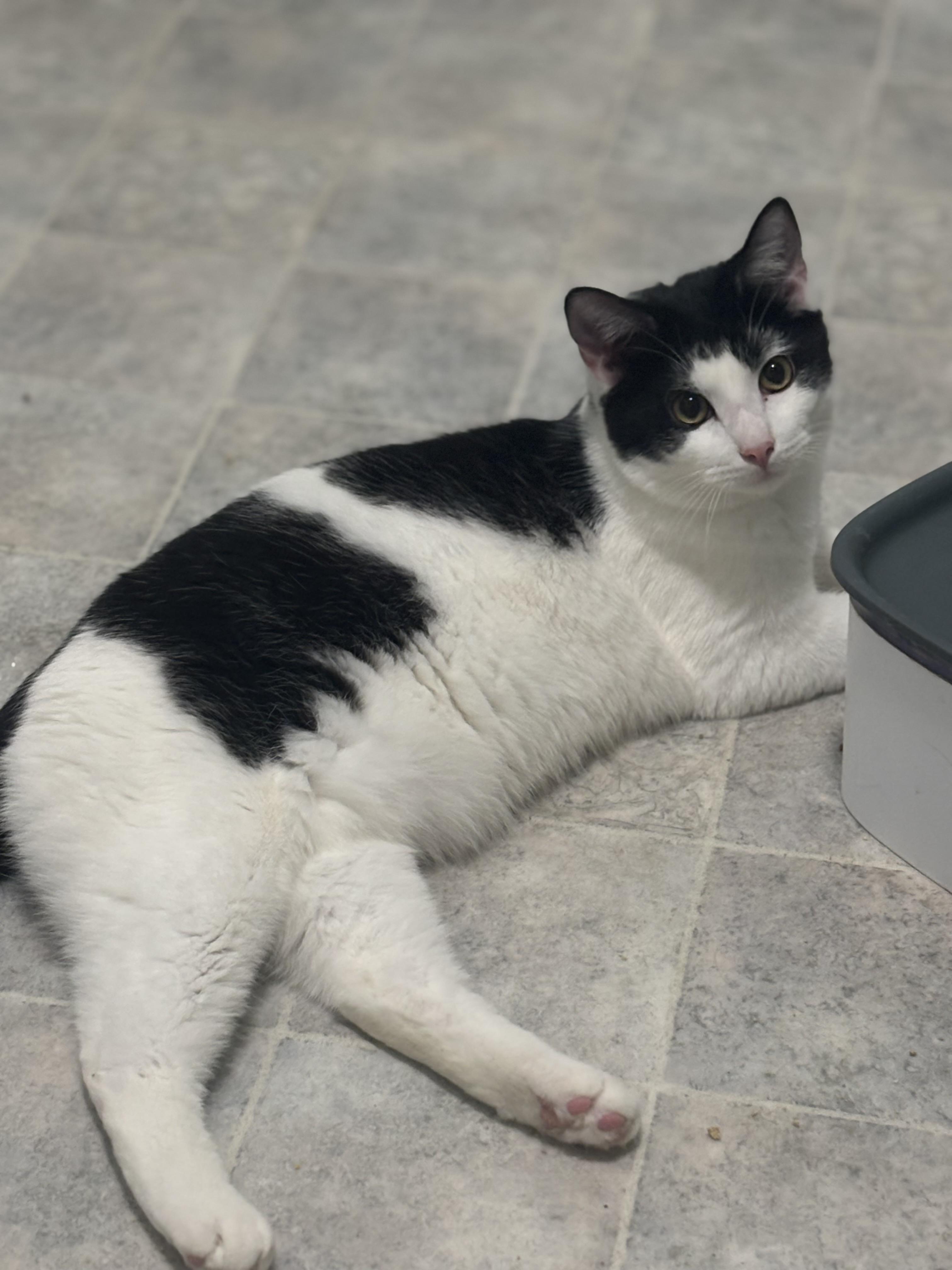 Oreo, Adoptable, Kitten Male Domestic Short Hair.