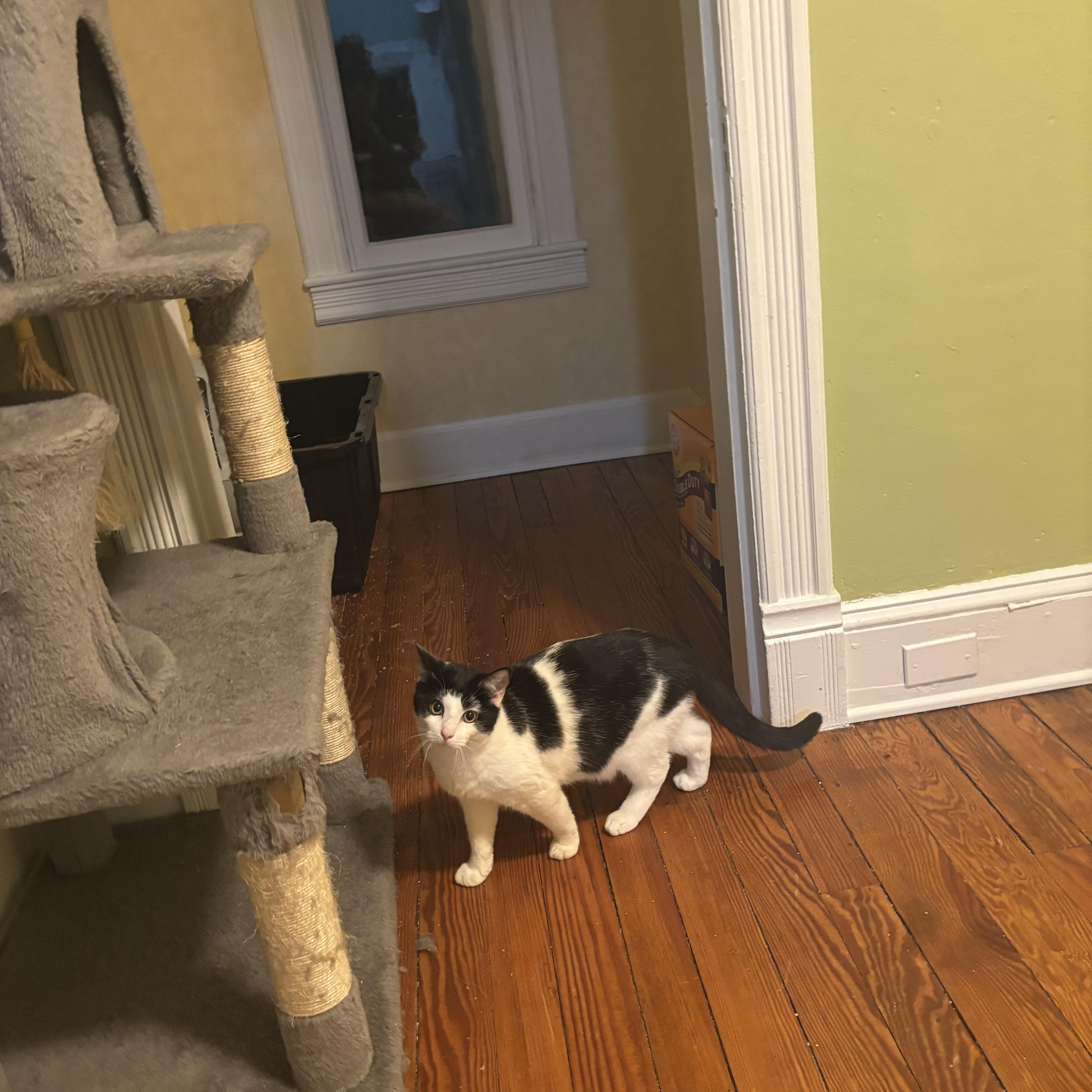 Enlarge Oreo, a Adoptable Domestic Short Hair in Beltsville, MD image 6/6