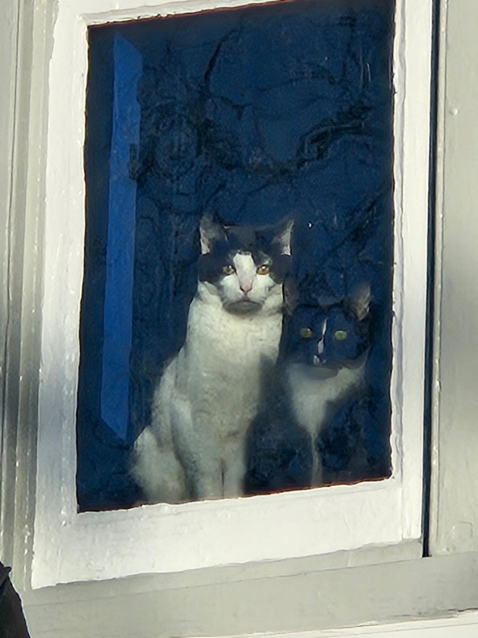 Enlarge Oreo, a Adoptable Domestic Short Hair in Beltsville, MD image 2/6