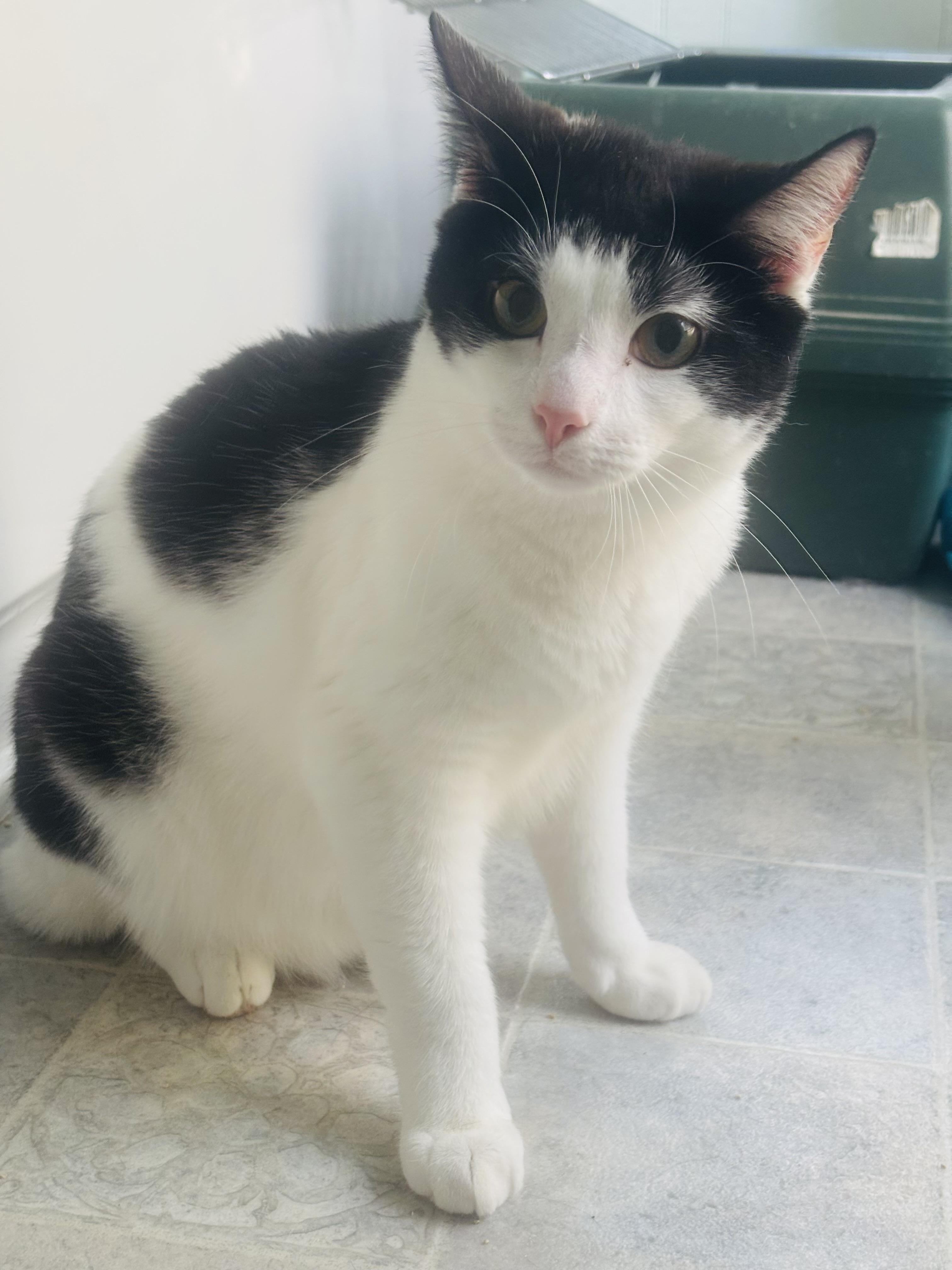 Oreo, Adoptable, Kitten Male Domestic Short Hair.