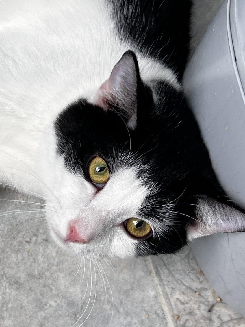 Enlarge Oreo, a Adoptable Domestic Short Hair in Beltsville, MD image 4/6