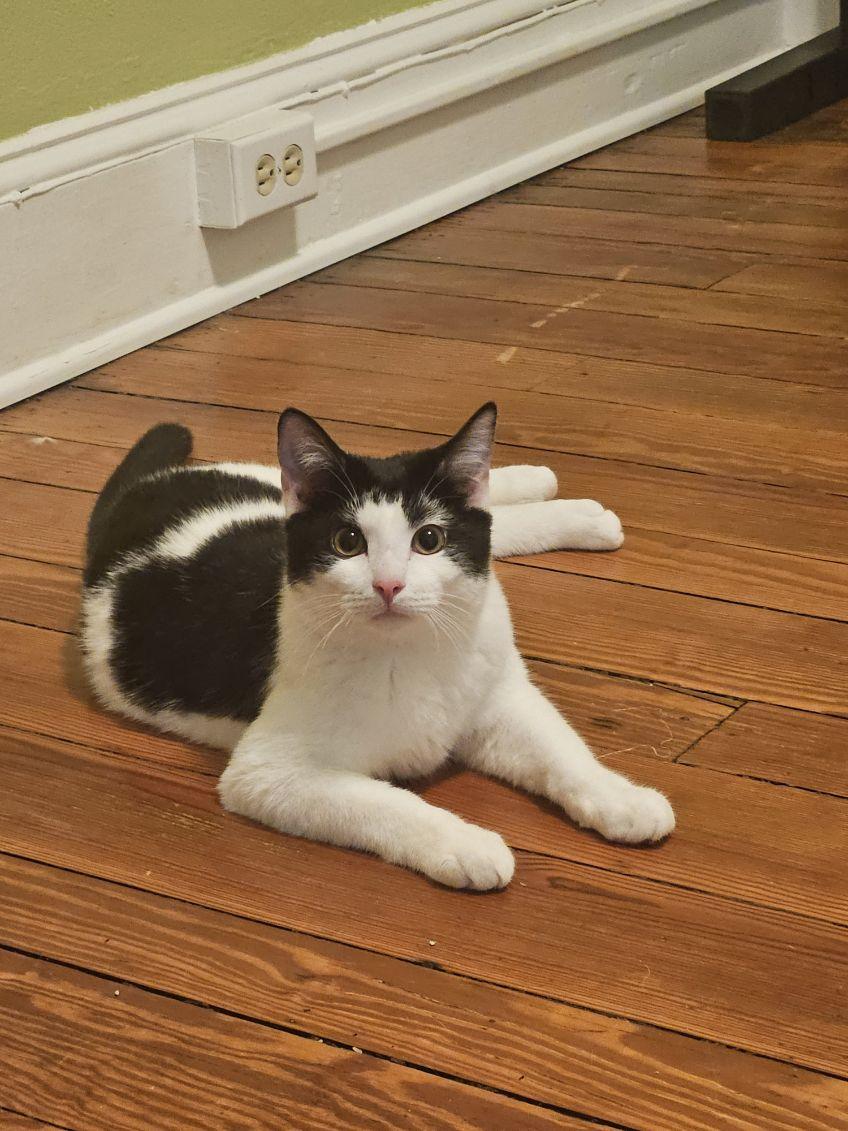 Enlarge Oreo, a Adoptable Domestic Short Hair in Beltsville, MD image 5/6