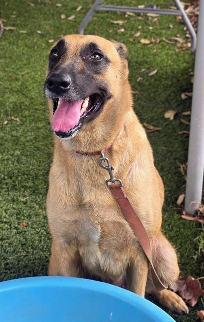 NONA, Adoptable, Adult Female Belgian Shepherd / Malinois.