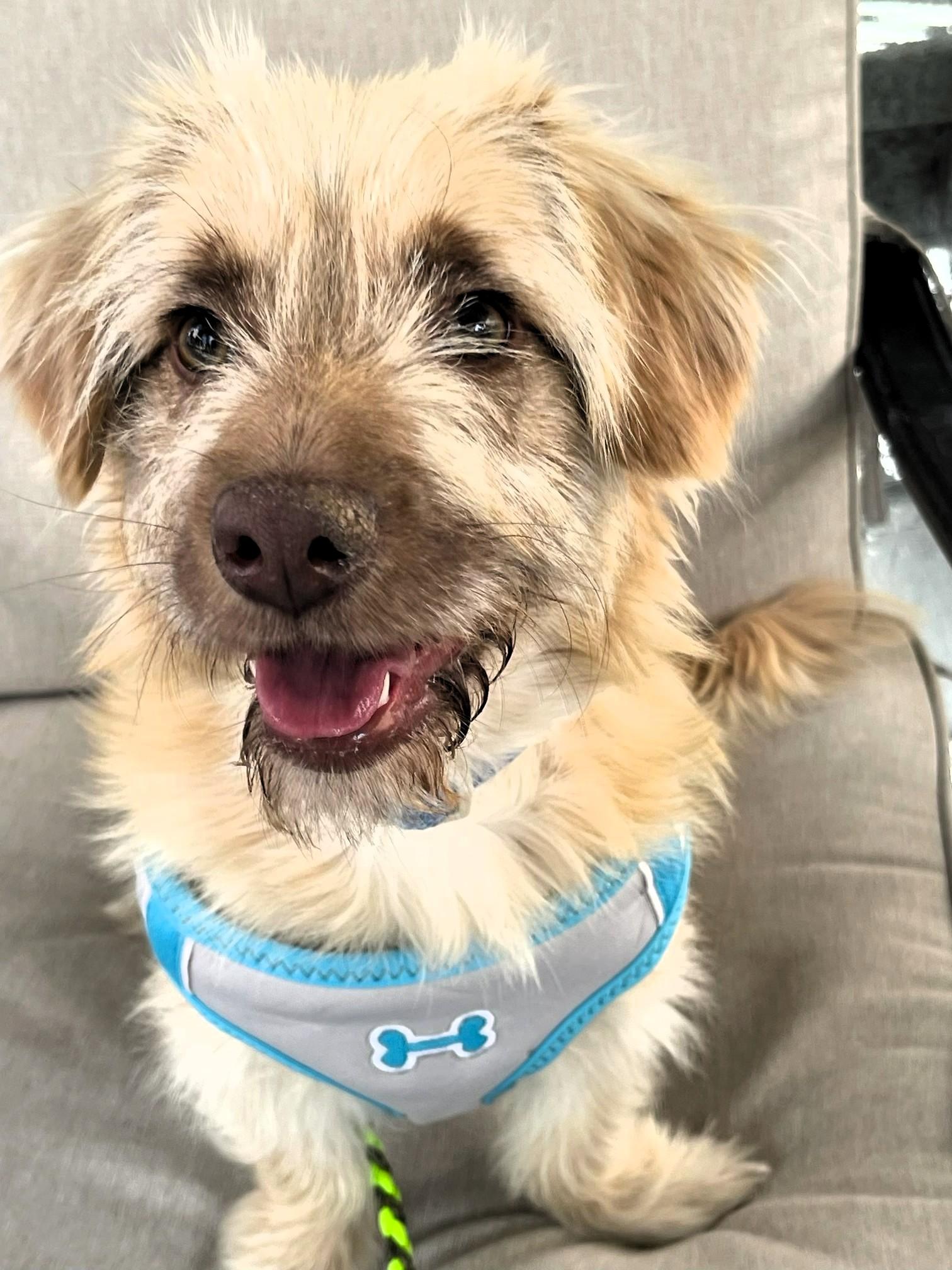 Rowland, an adopted Terrier in Salt Lake City, UT image 2/5