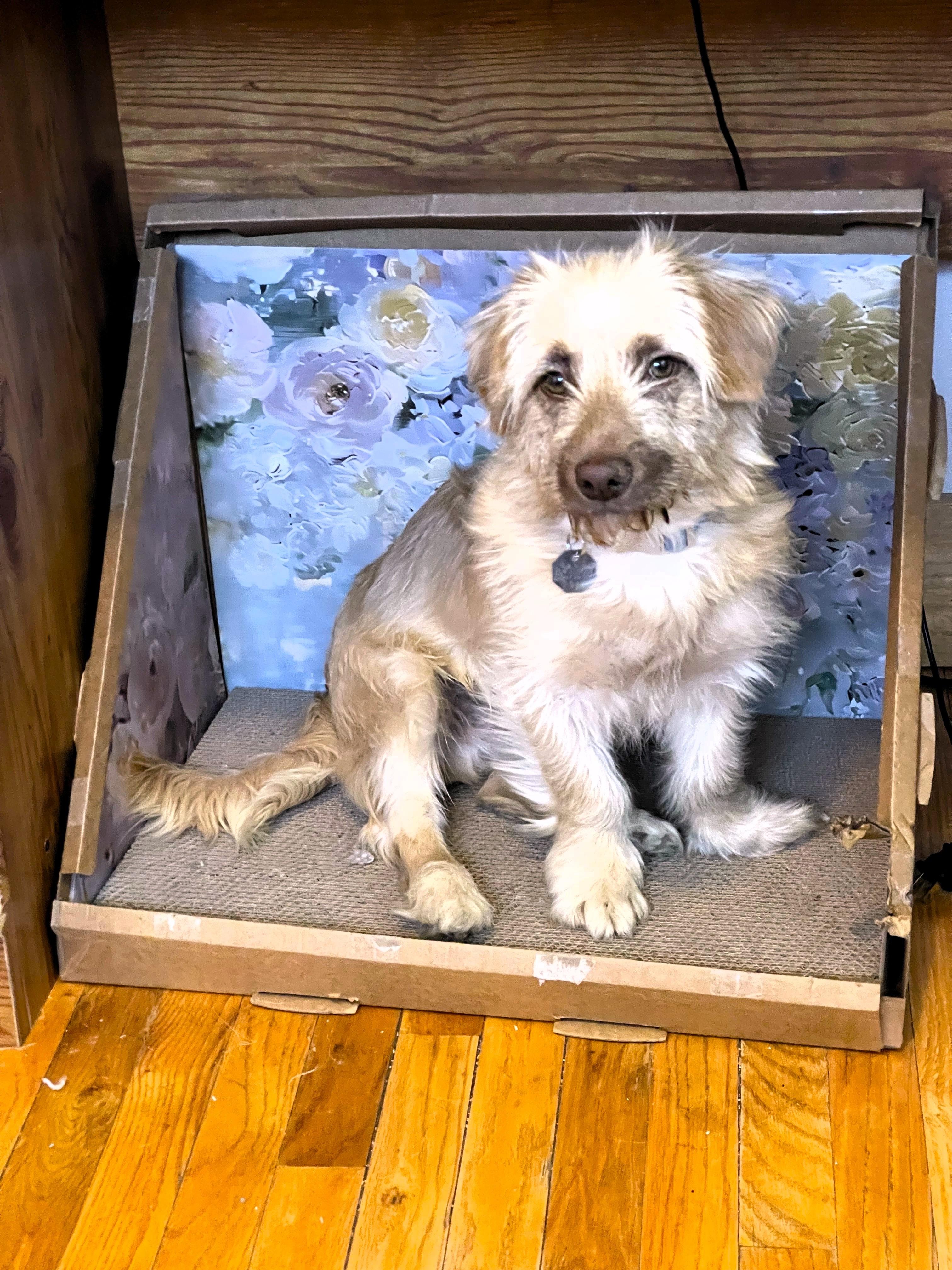 Rowland, an adopted Terrier in Salt Lake City, UT image 5/5