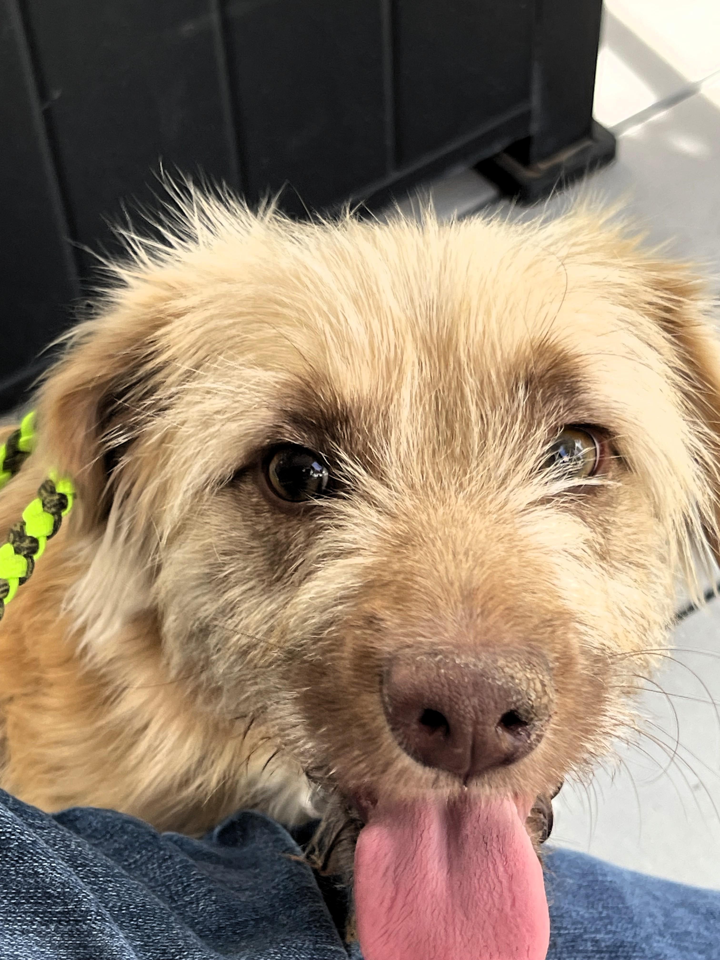 Rowland, an adopted Terrier in Salt Lake City, UT image 4/5