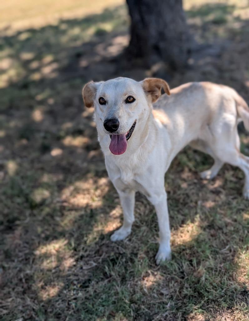 Lily, Adoptable, Young Female Labrador Retriever & Cattle Dog.