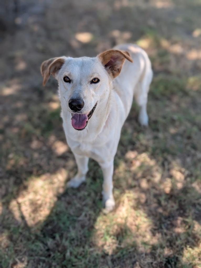 Enlarge Lily, a Adoptable mixed breed in Arlington, TX image 2/6