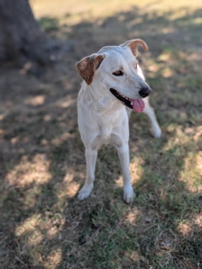 Enlarge Lily, a Adoptable mixed breed in Arlington, TX image 3/6
