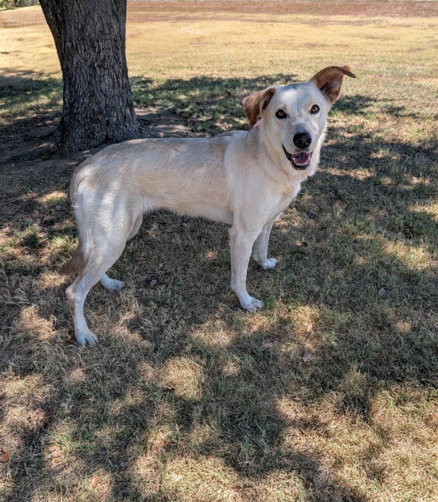 Enlarge Lily, a Adoptable mixed breed in Arlington, TX image 4/6