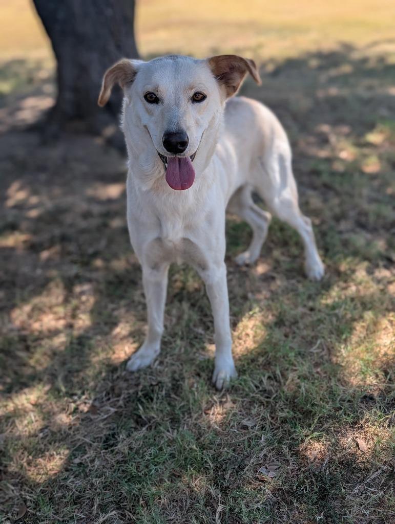 Enlarge Lily, a Adoptable mixed breed in Arlington, TX image 5/6